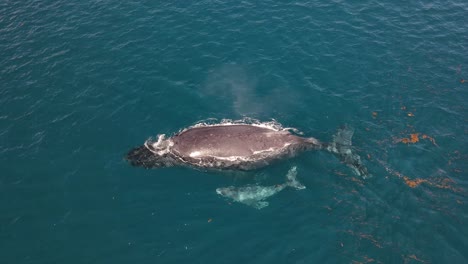 humpback whales mother and calf