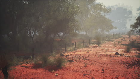 foggy forest in australia