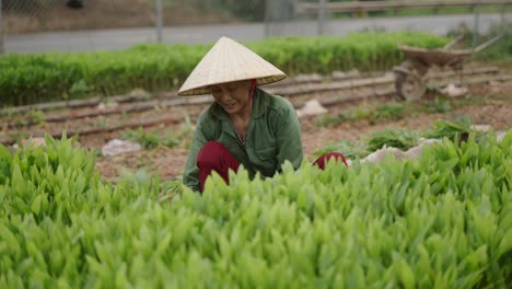 smiling asian woman farmer in a field