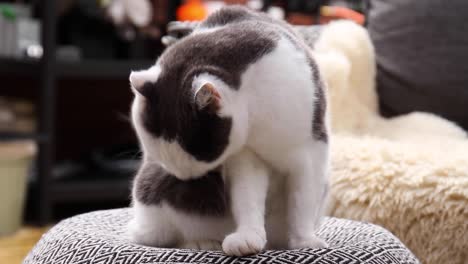 white and black cat licking and cleaning it self