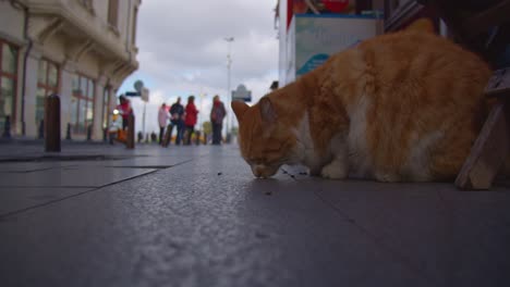 low-angle-showing-an-orange-cat-eating-bizkitz-on-a-street-in-istanbul