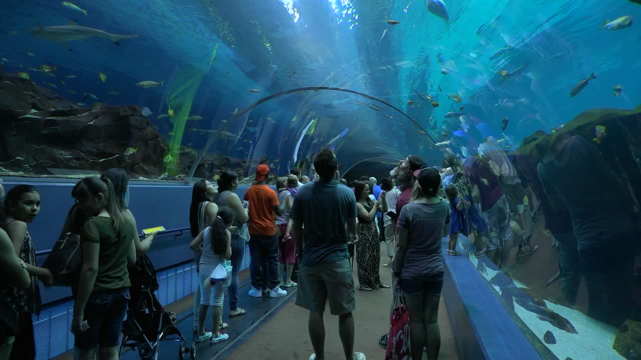 방문객들은 수족관에서 수중 터널을 걷고 있습니다.
