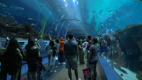 遊客在水族館的水下<unk>道中散步