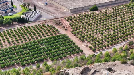 high quality shot with a drone visualizing with a pan of the camera a field of orange trees in lines that are divided by a path and a third of the plantation are the most leafy trees in spain