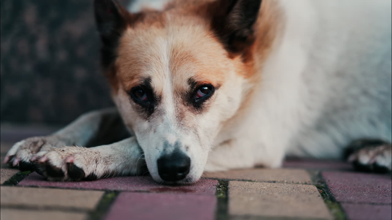 Close up of a white and brown dog resting on red and yellow pavement