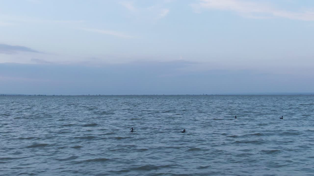 Aerial shot of a Great Crested Grebe family swimming on a big lake, windy day