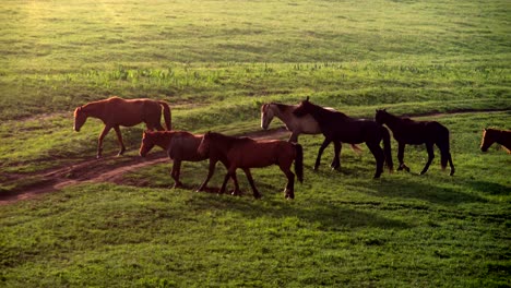 caballos en la niebla de la mañana