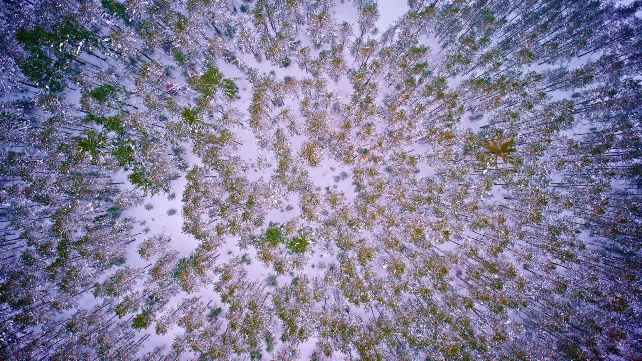 Terreno innevato nel Michigan settentrionale