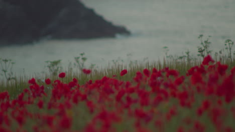 west pentire coast rocks and poppy field flowers near newquay, cornwall, england - rack focus shot