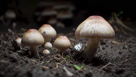 a close encounter with enigmatic fungi: exploring the intricate world of mushrooms nested in rich soil and nature's surroundings