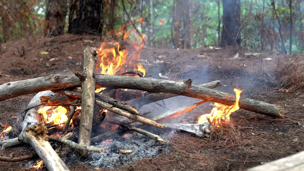 4K Wide shot of burning flames firewood bonfire in pine tree woodland. Burning wood campfire in pine forest. Adventure camping and travel concept.