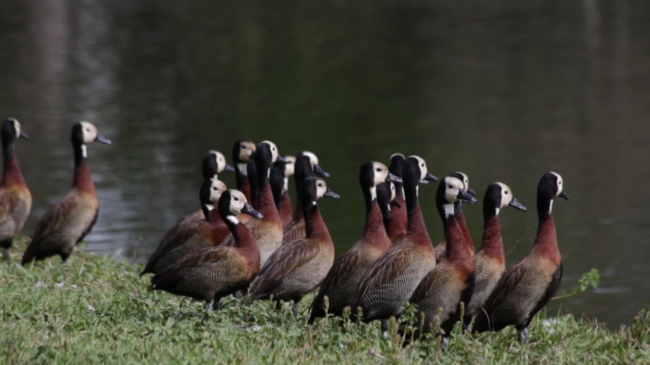 Close up of group of white-faced whistling ducks on grass by river