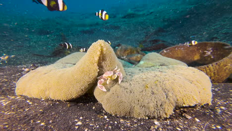 porcelain crab in yellow sea anemone filters plankton using feathery hair-like structures