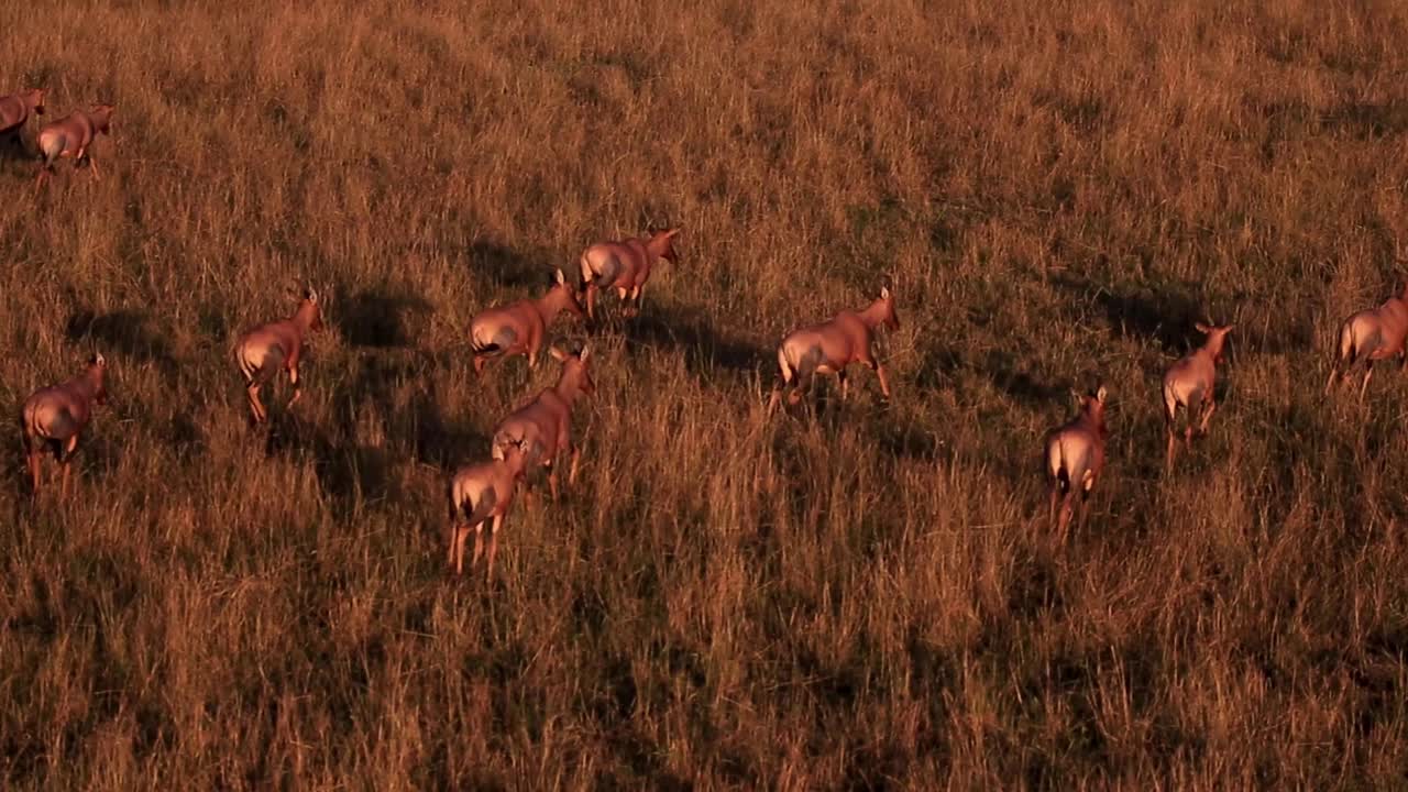 Aerial drone following and chasing huge herd of antelopes and zebras running across the dry grasslands on hot summer day during golden sunset at Maasai Mara National Reserve, African Savanna, Kenya