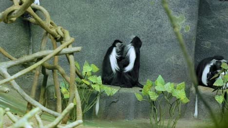 dos monos primates con pelaje blanco y negro y recogiendo moscas del cuerpo del otro en una muestra inicial de afecto