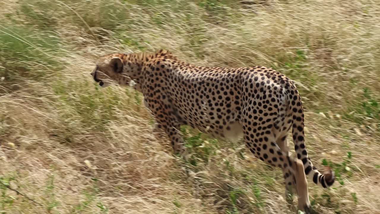 Eine halbtotale Aufnahme eines einzelnen Geparden, der die weiten Ebenen des Serengeti-Nationalparks in Afrika durchstreift. Eine filmische Wildtierszene, die das Verhalten von Raubtieren, die offene Savannenlandschaft und die ungezähmte Natur zeigt.