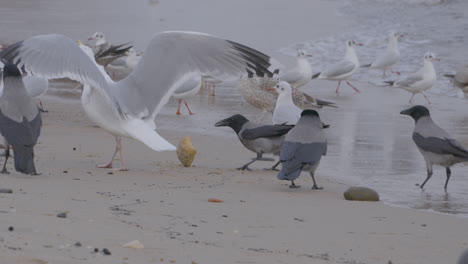 hooded crow steals bread from gulls and flies away in slow motion