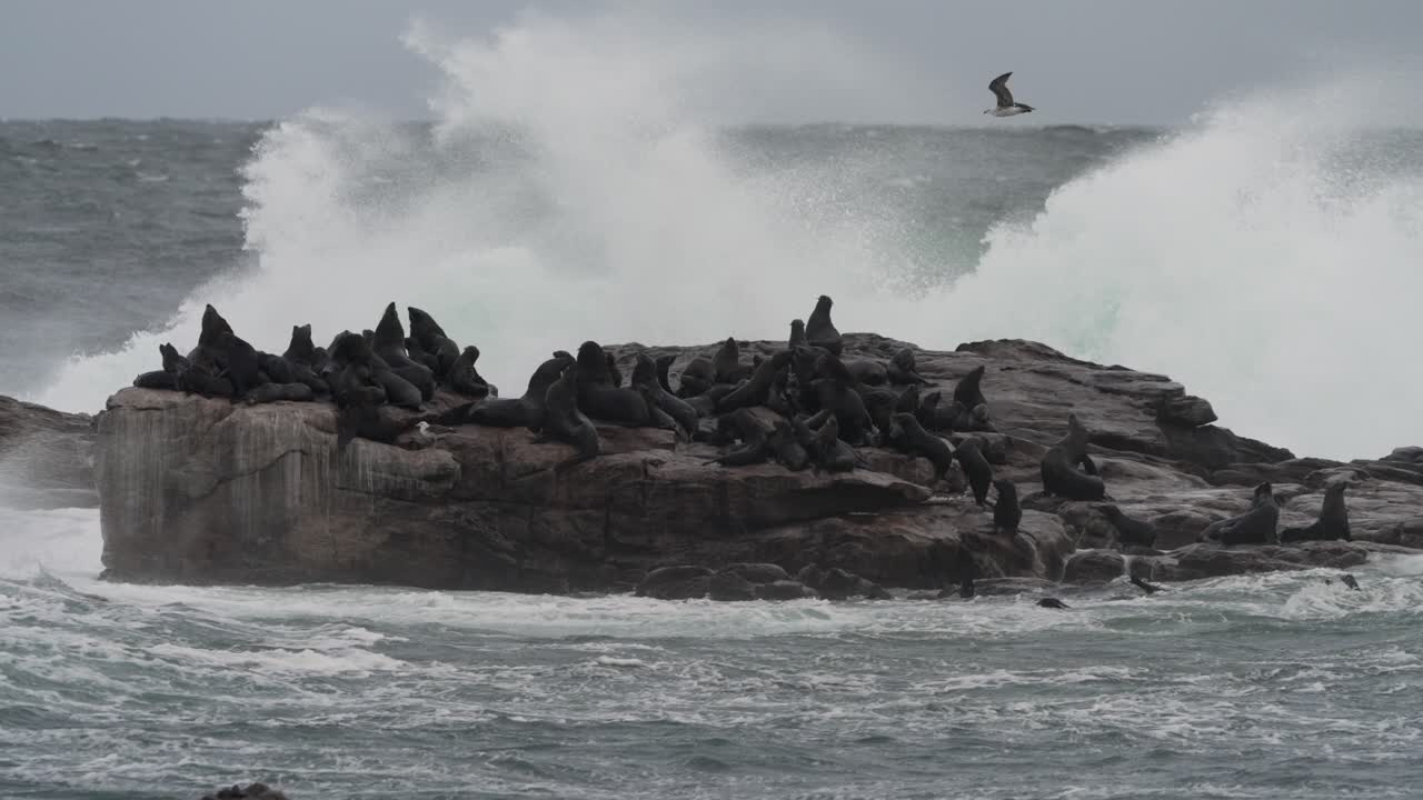 폭풍 을 겪는 동안 바위 가 있는 해변 에 있는 해파리 들