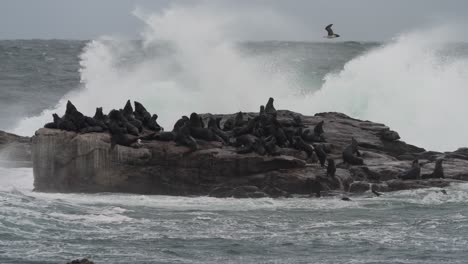 seals on a rocky shore during a storm