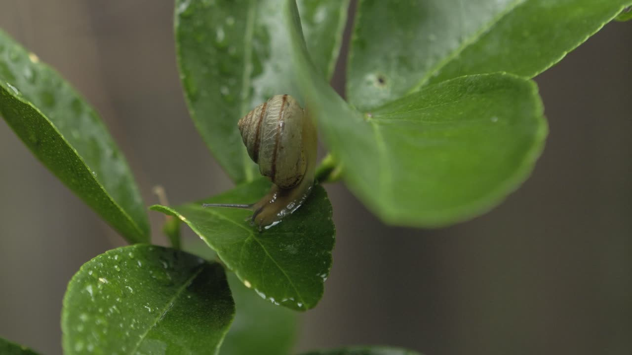 caracol vagabundo asiático moviéndose de hoja en hoja en un árbol de lima