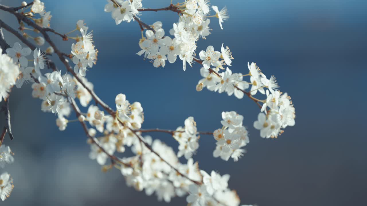 White Blossoms on Branches
