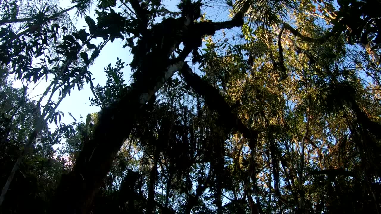 punto de vista dentro del bosque nublado peruano con árboles altos y cielo azul