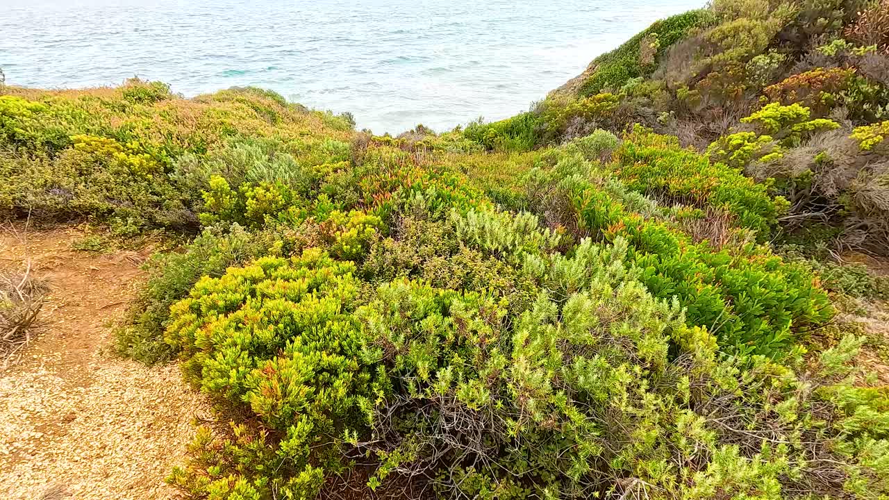 Lush greenery and ocean views captured at Aireys Inlet, showcasing vibrant coastal vegetation under natural daylight