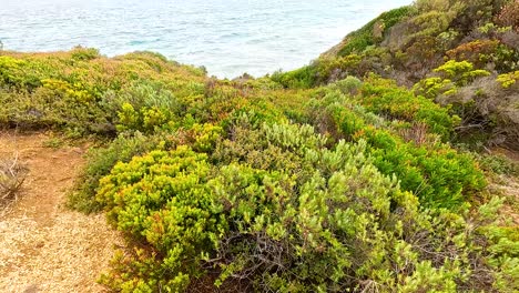 lush greenery and ocean views captured at aireys inlet, showcasing vibrant coastal vegetation under natural daylight