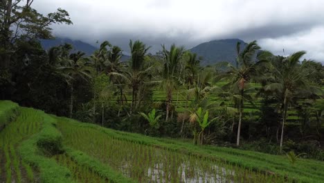 Disparo-Aéreo-Hacia-Atrás-Sobre-Terrazas-De-Arroz-Jatiluwih-Húmedo-Bali-Durante-El-Día-Nublado---Indonesia,-Asia