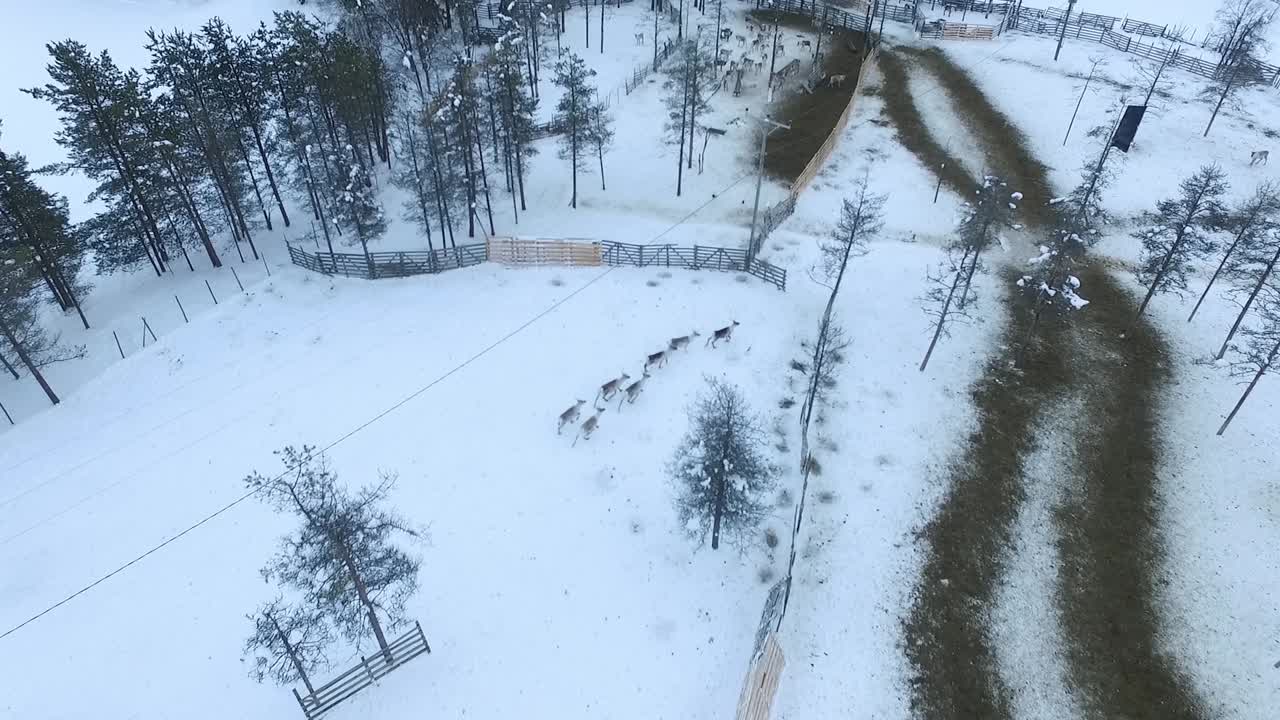 Reindeer herd in a snowy landscape