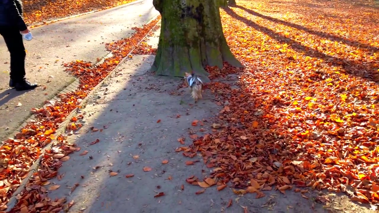 Yorkshire Terrier a passeggio nel parco autunnale