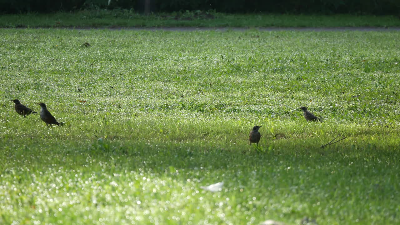새, 녹색 잔디에 검은 새, 정원, 자연, 야생 동물