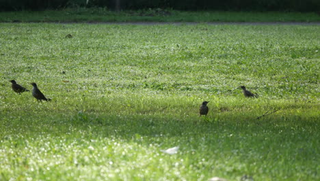 birds,-black-bird-on-green-grass,-garden,-nature,-wildlife