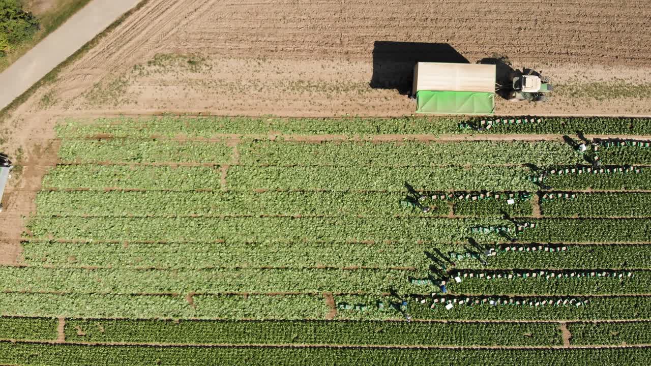 toma horizontal aérea de arriba hacia abajo de los trabajadores que cosechan alimentos en el campo verde