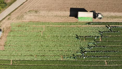 toma horizontal aérea de arriba hacia abajo de los trabajadores que cosechan alimentos en el campo verde