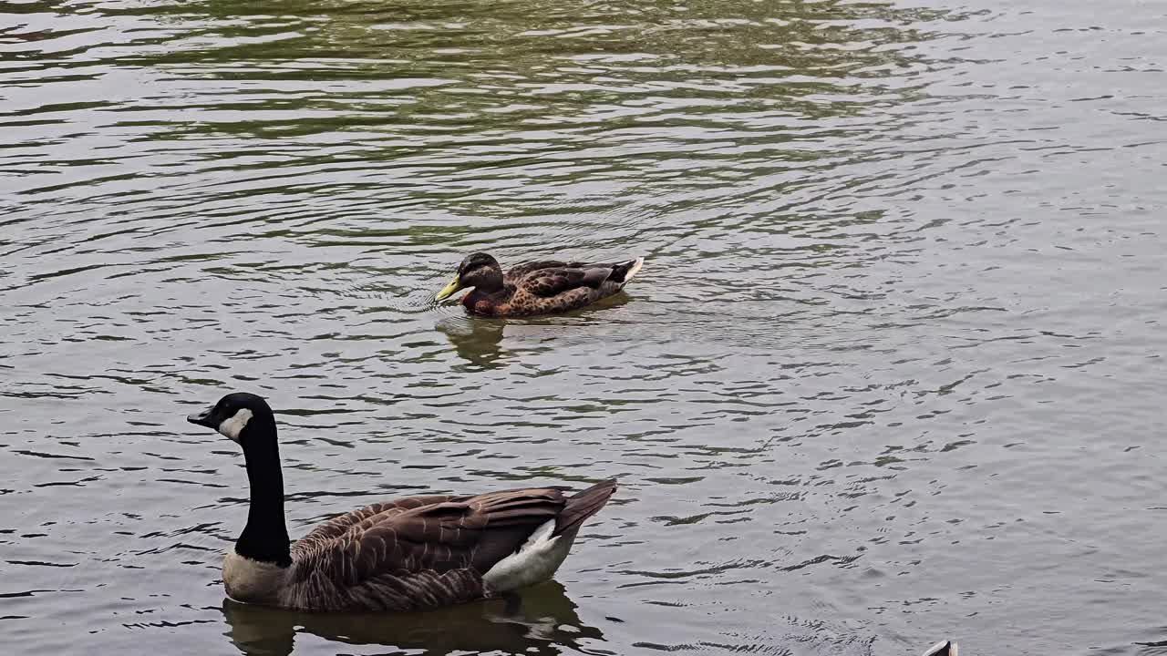 Uccelli acquatici su un lago: Un gruppo di germani reali e un'oca canadese nuotano insieme