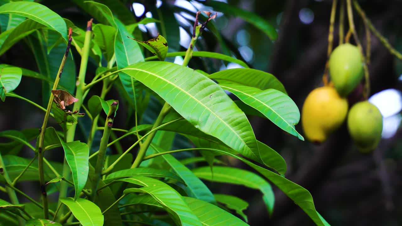 frutas tropicales y exuberante follaje verde de un árbol de mango en crecimiento de cerca