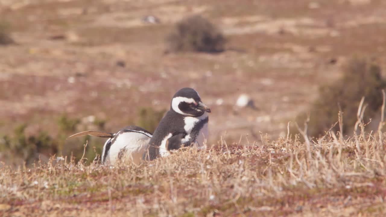 escena de mediodía en una colonia de anidación de pingüinos de magallanes donde dos pingüinos soñolientos intentan quedarse dormidos bajo el sol brillante