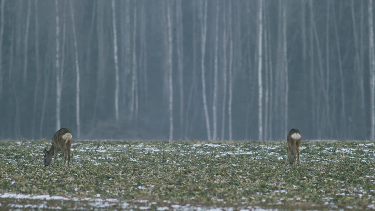 bandada de corzos europeos comiendo en el campo de raps de violación al atardecer