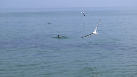 una gaviota intenta volar pero otra gaviota viene y la ataca