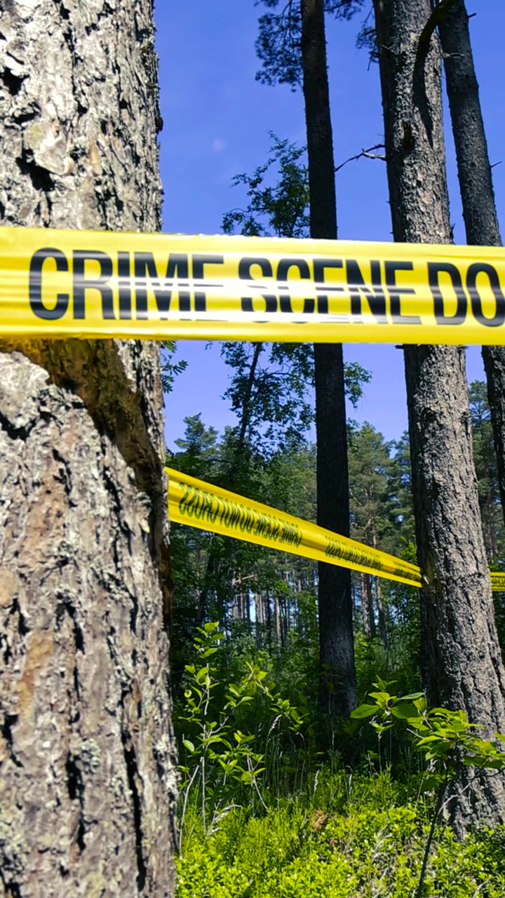 Yellow crime scene tape with the text 'do not cross' wrapped around pine trees in a sunny forest, marking off a restricted area under investigation for a crime or disappearance
