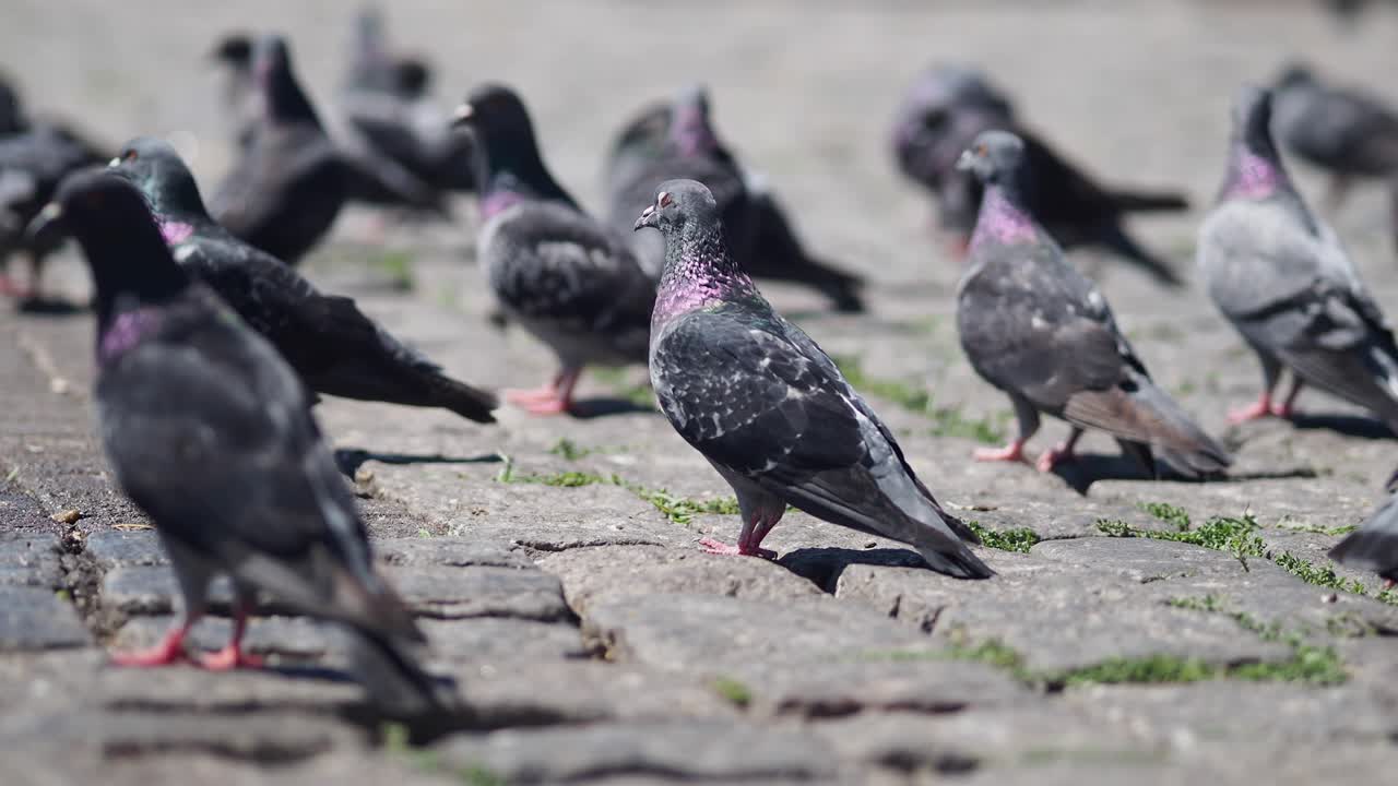 Flock of Pigeons on Paved Ground
