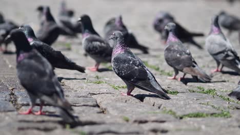 flock of pigeons on paved ground