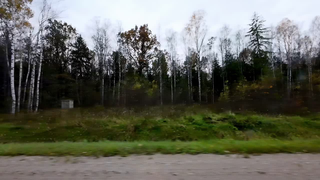 árboles del bosque vistos desde la carretera en dahab, egipto