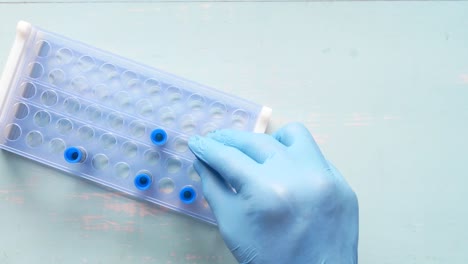 hand in blue glove handling a blood sample collection plate