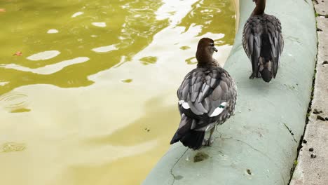 two ducks standing near a pond