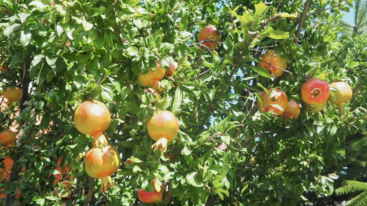 Melograno selvatico su un albero, Giardino di casa, Albero di melograno in una giornata di sole