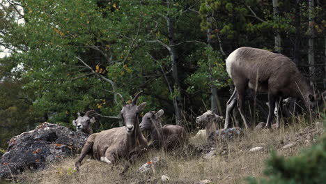 grupo de ovejas de cuerno grande hembra con crías descansando en una pequeña colina