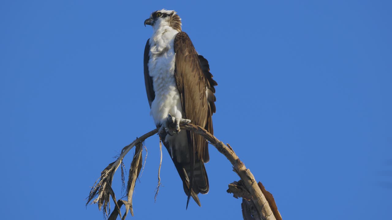 águila pescadora sentada en una pequeña rama observando todo el cuerpo