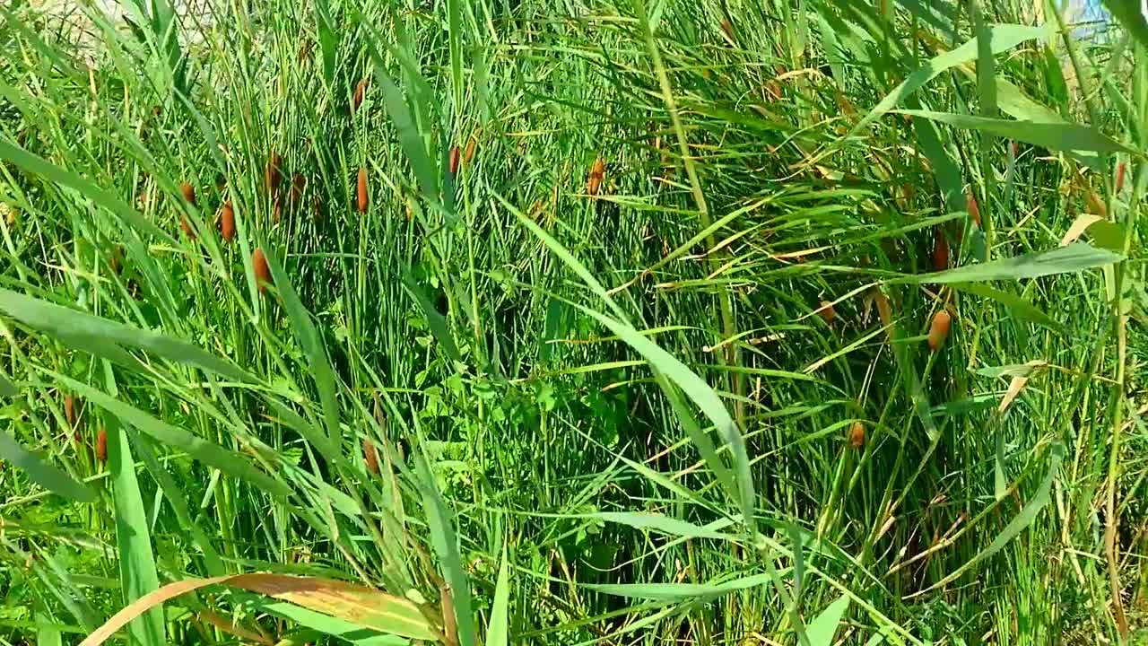 Summer Daytime View At High Green Stuff Moving Slow In Wind With Cloudy Blue Sky